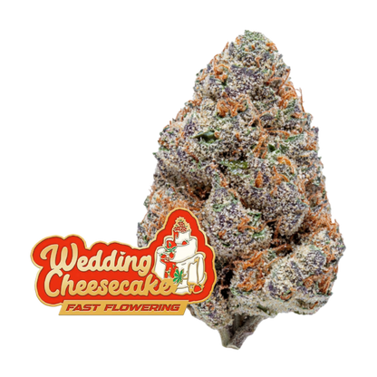 Wedding Cheesecake FF (Fast Flowering)