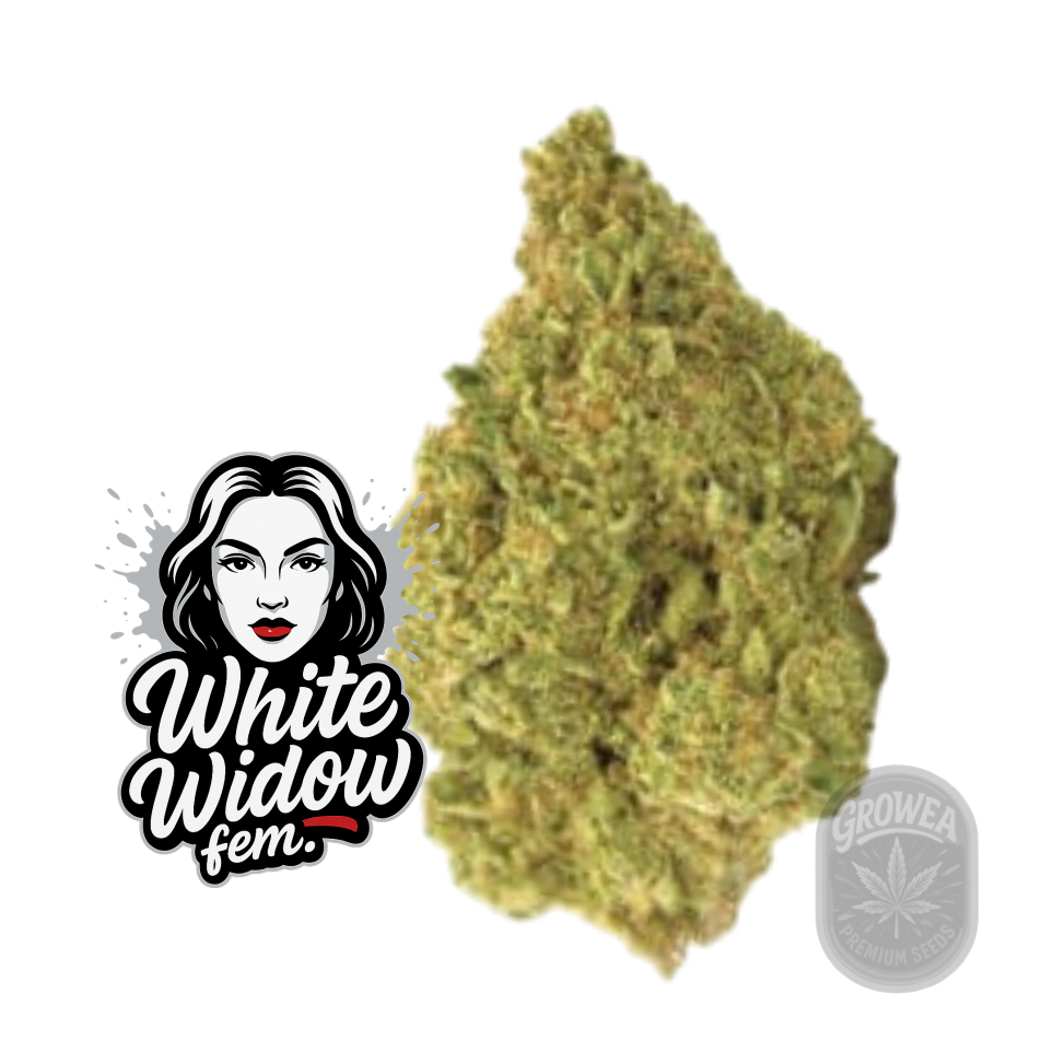 White Widow fem.