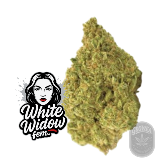 White Widow fem.