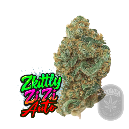 ZKITTLY ZI ZI Auto