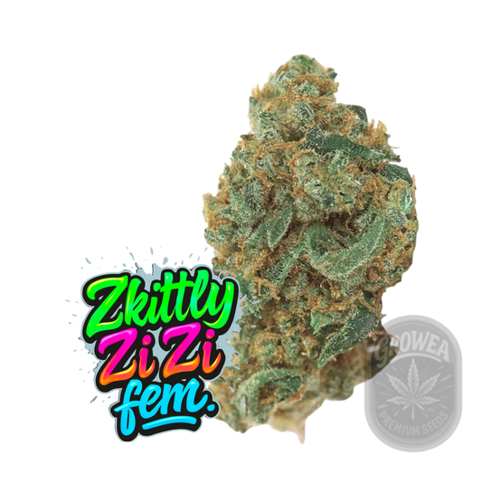 ZKITTLY ZI ZI fem.