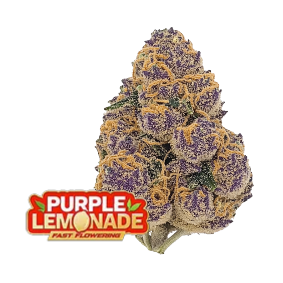 Purple Lemonade FF