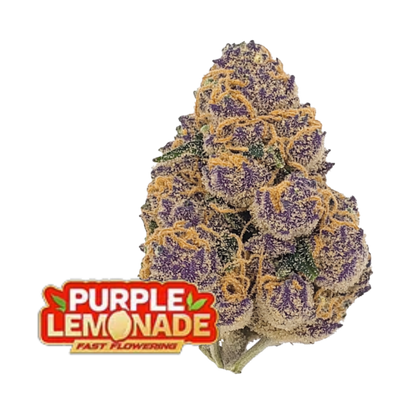 Purple Lemonade FF