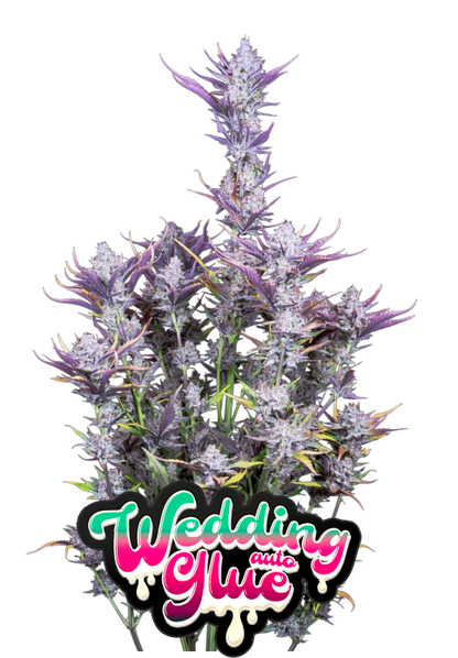 Wedding Glue Auto