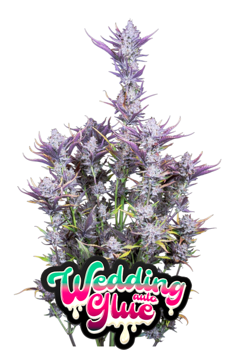 Wedding Glue Auto