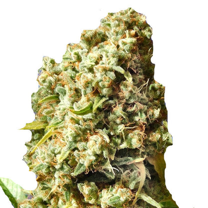 Bruce Banner Auto