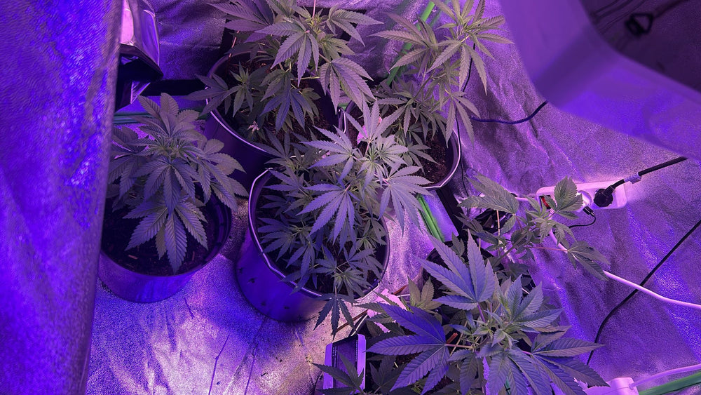 <h1>Das sagt unsere Community über <em>Growea</em></h1>