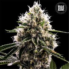 Dosidos Rocketos fem.