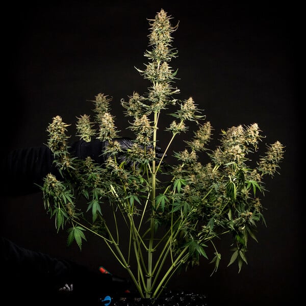Fat Banana Auto