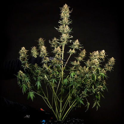 Fat Banana Auto